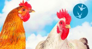 GRAYS AGRICULTURAL chicken farm cleaning